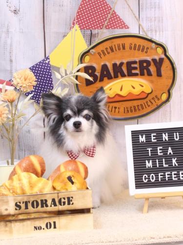 20240929ミルクくん